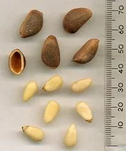 180px-KoreanPineSeeds.webp